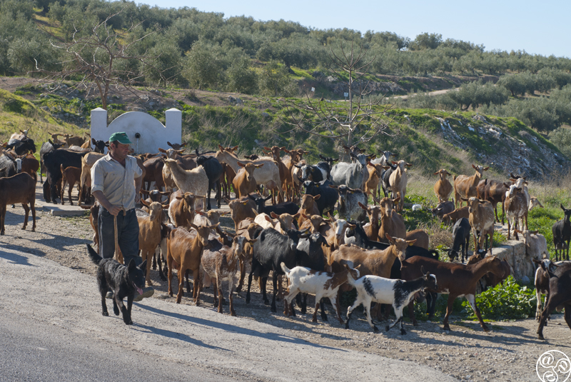 Rural scenes in the Sierra Subbética ©Michelle Chaplow Rural scenes in the Sierra Subbética ©Michelle Chaplow