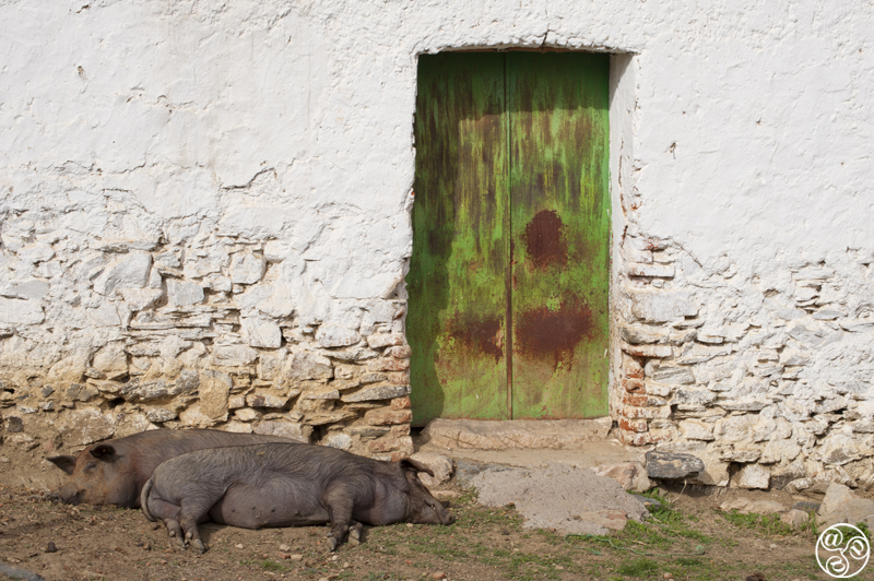 Jabugo is famous for what is considered to be the finest in Spain, jamón Ibérico or pata negra. ©Michelle Chaplow Jabugo is famous for what is considered to be the finest in Spain, jamón Ibérico or pata negra. ©Michelle Chaplow