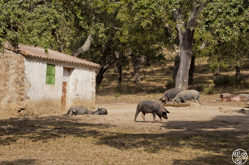 The most highly acclaimed acorn- fed pata negra ham, from the Sierra de Aracena. ©Michelle Chaplow The most highly acclaimed acorn- fed pata negra ham, from the Sierra de Aracena. ©Michelle Chaplow