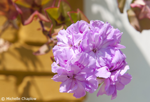 Geraniums decorate the station platform © Michelle Chaplow Geraniums decorate the station platform © Michelle Chaplow .