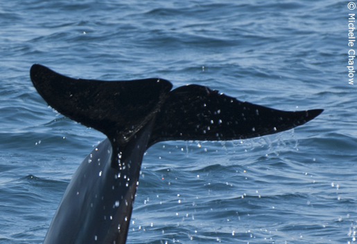Spotting whales in the Strait of Gibraltar off Tarifa ©Michelle Chaplow Spotting whales in the Strait of Gibraltar off Tarifa ©Michelle Chaplow