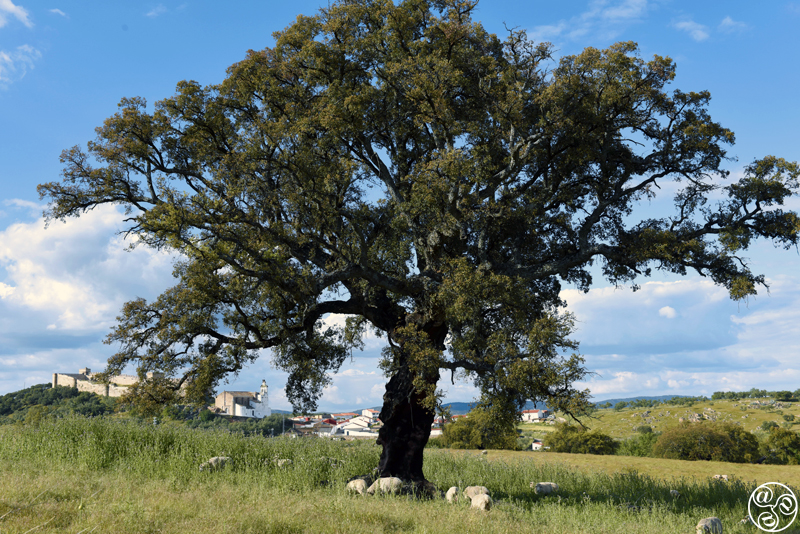 Countryside walks in Santa Olalla de la Cala ©Michelle Chaplow Countryside walks in Santa Olalla de la Cala ©Michelle Chaplow