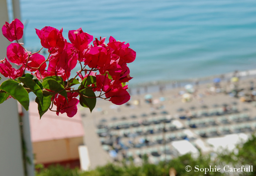 Beautiful bougainvillea in Torremolinos. © Sophie Carefull