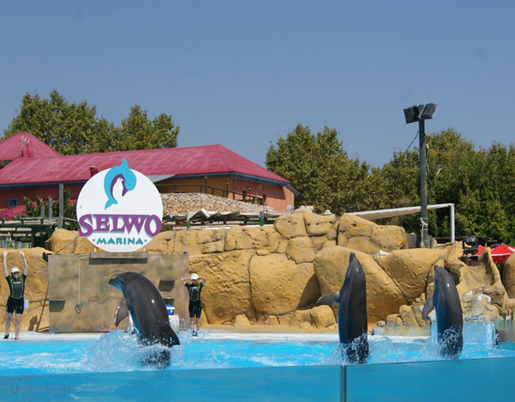 Dolphin shows at Selwo Marina. ©Selwo Marina Dolphin shows at Selwo Marina. ©Selwo Marina