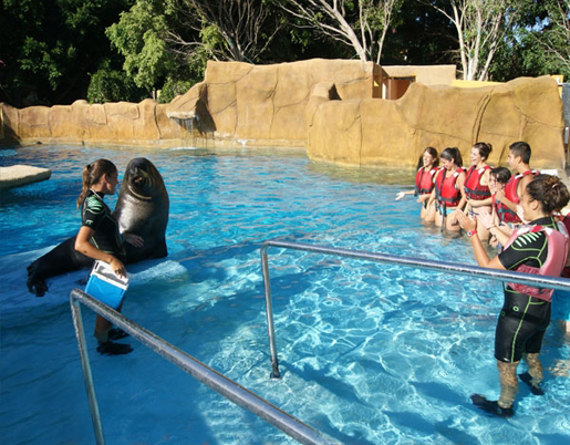 Swim with sealions at Selwo Marina. ©Selwo Marina Swim with sealions at Selwo Marina. ©Selwo Marina