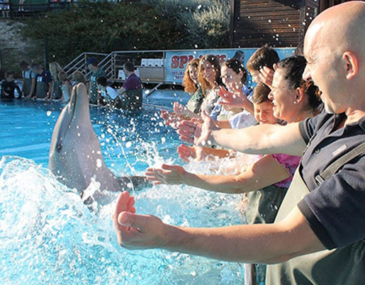 Interact with the dolphins at Selwo Marina. © Selwo Marina