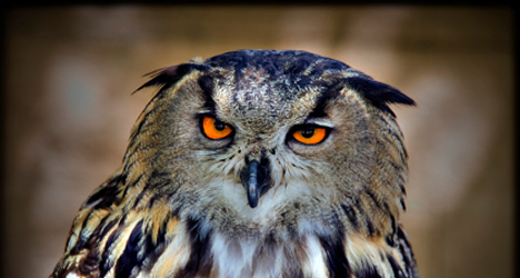 © Michelle Chaplow Royal Owl,(Búho Real. © Michelle Chaplow Royal Owl,(Búho Real.