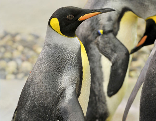 Penguins on Ice Island at Selwo Marina. ©Selwo Marina Penguins on Ice Island at Selwo Marina. ©Selwo Marina