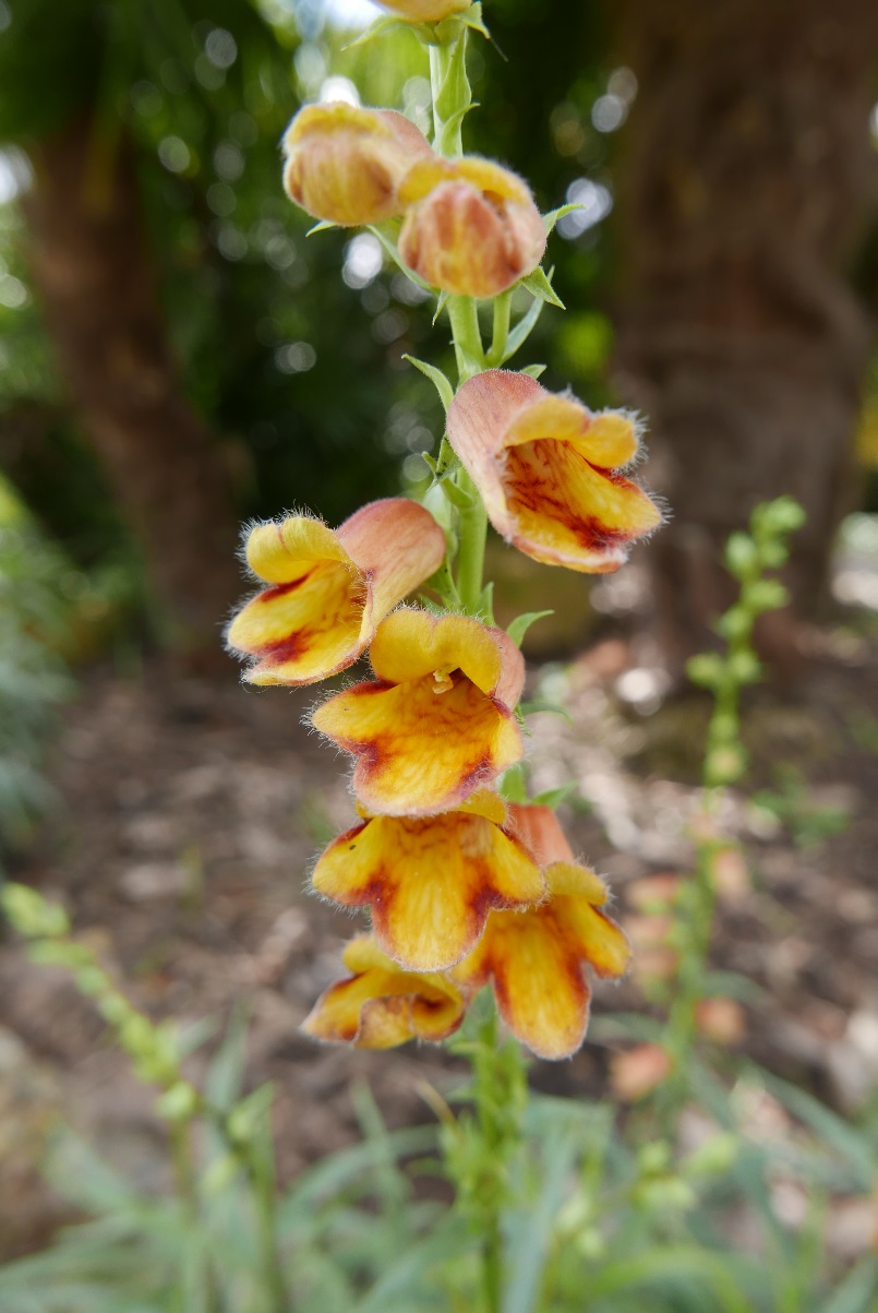 Digitalis obscura The Spanish Rusty Foxglove Wild Flowers