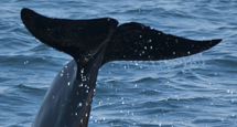 Tarifa whale and dolphin watching Tarifa whale and dolphin watching