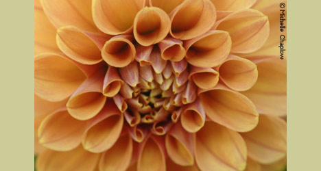 Dahlias, take time to smell the flowers as you relax in your Andalucian Garden. © Michelle Chaplow Dahlias, take time to smell the flowers as you relax in your Andalucian Garden. © Michelle Chaplow