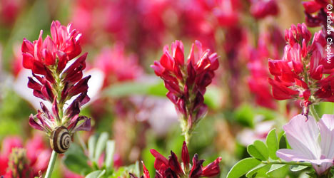 The spectacular colours of nature in the Alcornocales natural park. © Michelle Chaplow