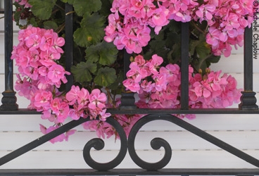 Geraniums add a delightful touch to windows and patios. © Michelle Chaplow