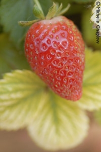Strawberry cultivation near Lepe.