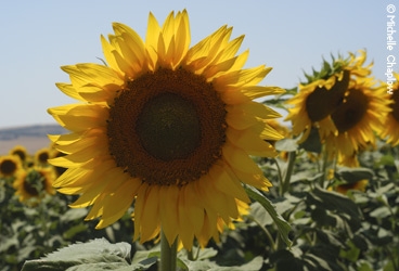 May, June are the best month for flowers in Andalucia. © Michelle Chaplow