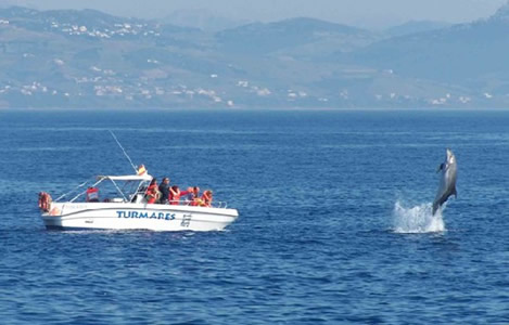 Whale & Dolphin watching ©Turmares Whale & Dolphin watching ©Turmares