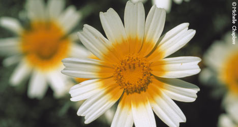 Essential oils extracted from plants and flowers, promote wellbeing © Michelle Chaplow