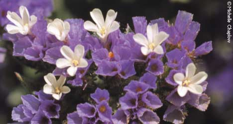 Wild Sea lavender in the Bahía de Cádiz.