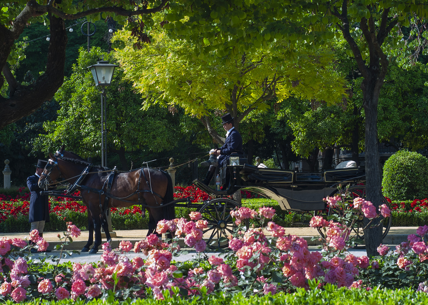 Horse and carriage is the best way to arrive in style © Michelle Chaplow