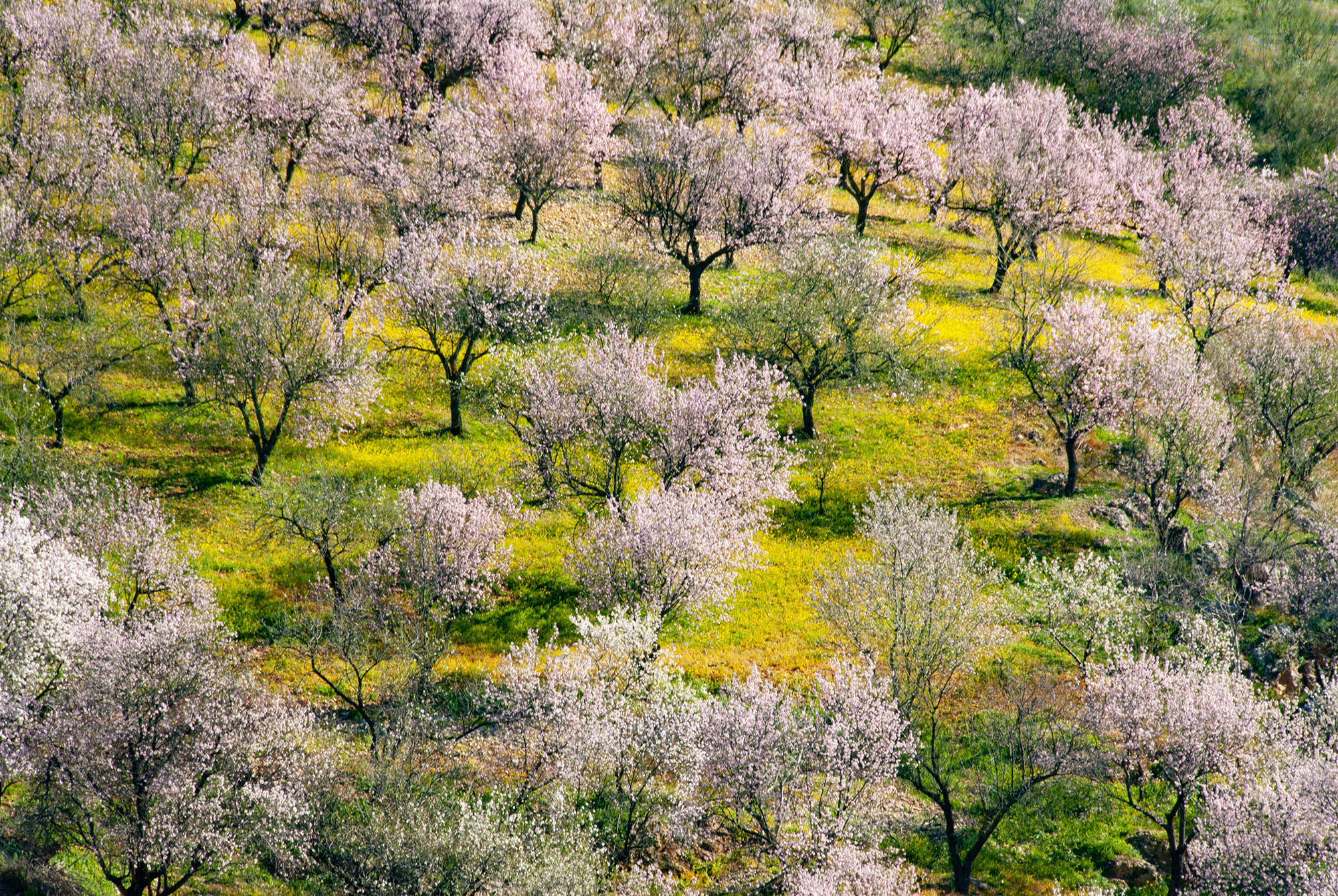 Almond Trees in Andalucia Andalucia's Almond Paradise
