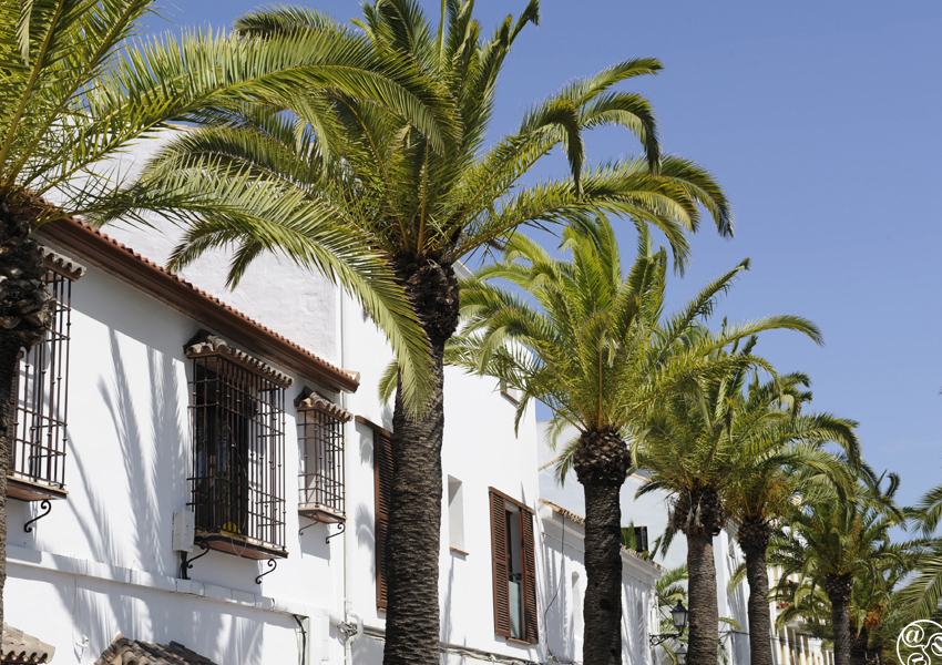Streets lined with palm trees in San Martin del Tesorillo © Michelle Chaplow