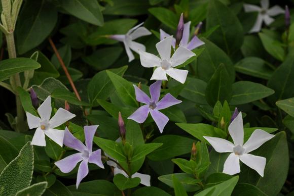 Periwinkle. Vinca difformis © Tony Hall