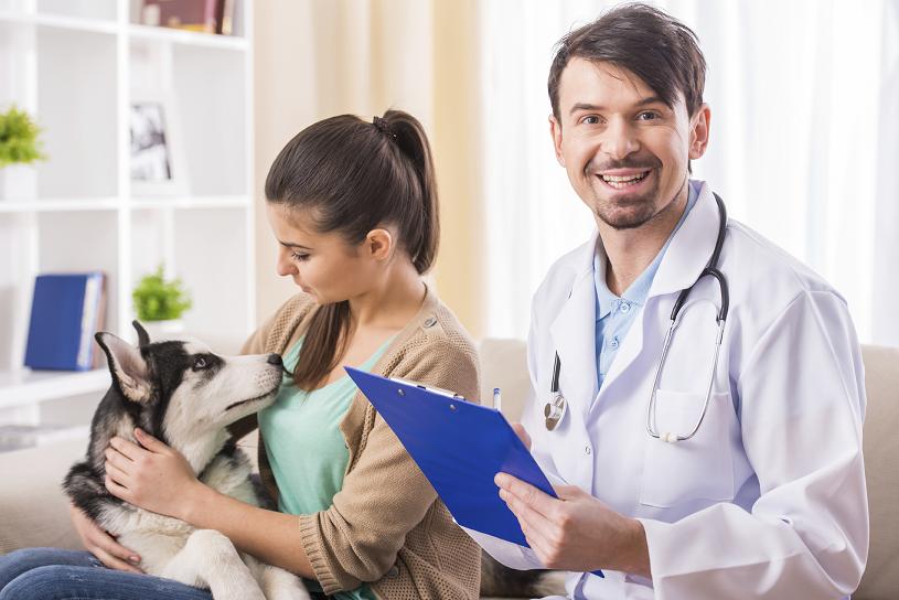 Pets, Veterinarian services, animal treatment in Andalucía, Spain