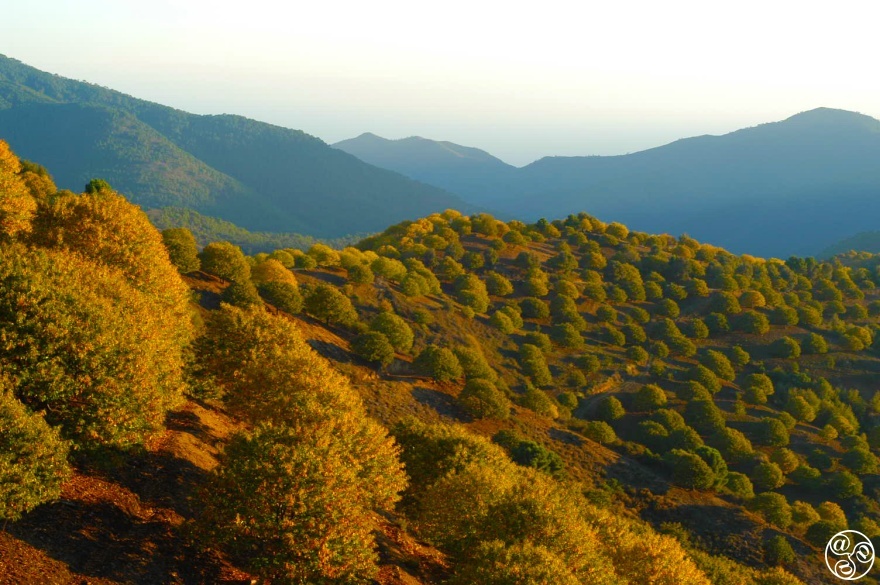 Chestnut Groves in the Serrania of Ronda © Michelle Chaplow