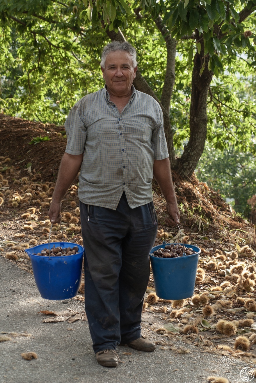 Pepe Gonzalez collecting Chestnuts (c) Michelle Chaplow