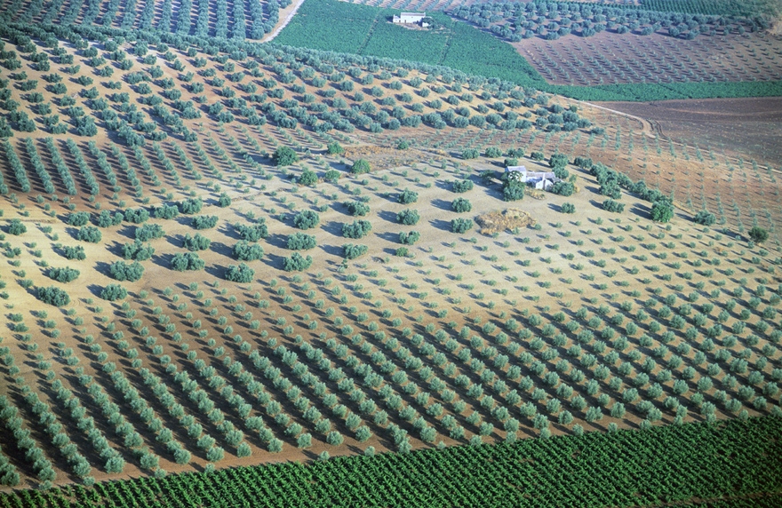 From above: Endless rows of olive trees trace the Andalusian landscape, a perfect blend of nature and geometry. © Michelle Chaplow