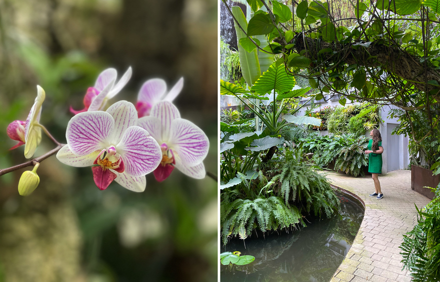 The Estepona Orchid House  © Michelle Chaplow