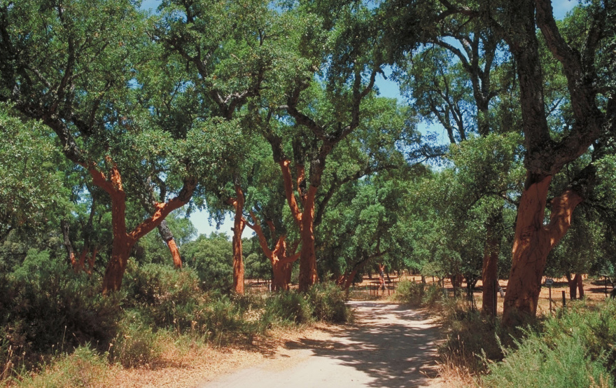 The beautiful Cork Oak (quercus suber) © Michelle Chaplow