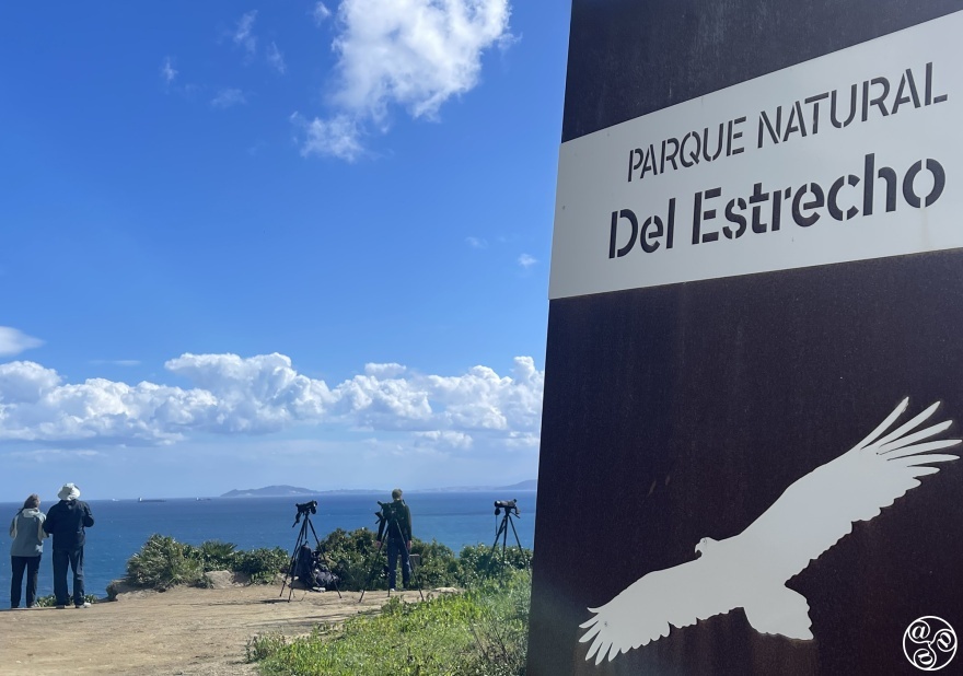 Birdwatchers can bring their binoculars and marvel at the sight of these magnificent creatures soaring across the strait.