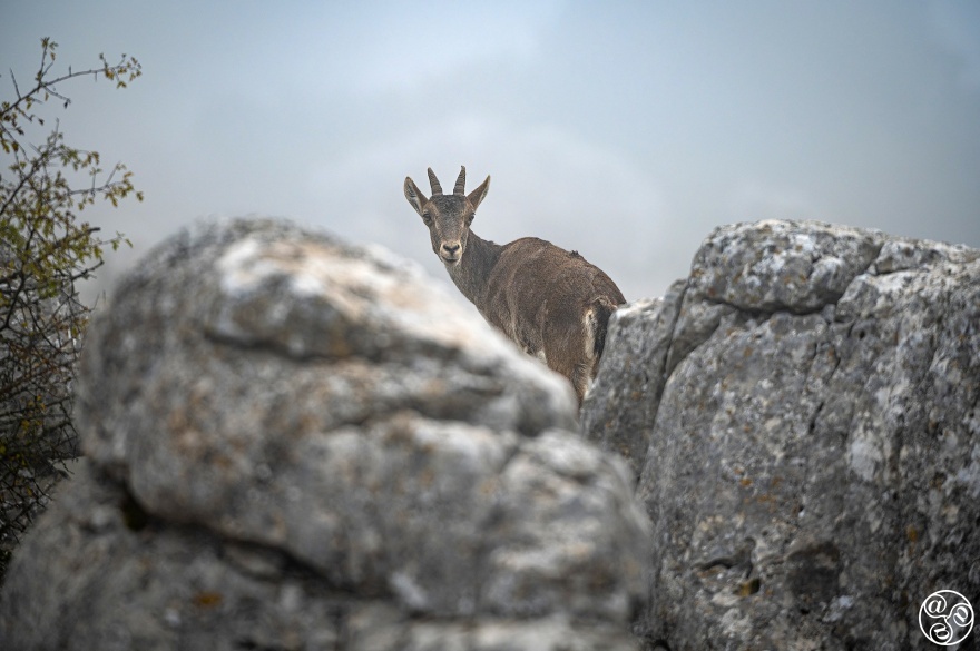 Spanish ibex (Capra pyrenaica) female at a lookout amongst rocks on a misty morning. Torcal de Antequera, Malaga province, Andalucia, Spain. © Marcos G Meider