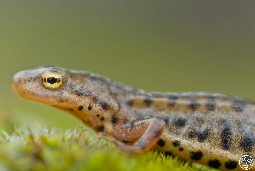 Bosca's newt (Lissotriton boscai) close up view of adult male. Sierra Morena, Jaén province, Andalucia, Spain. © Marcos G Meider 