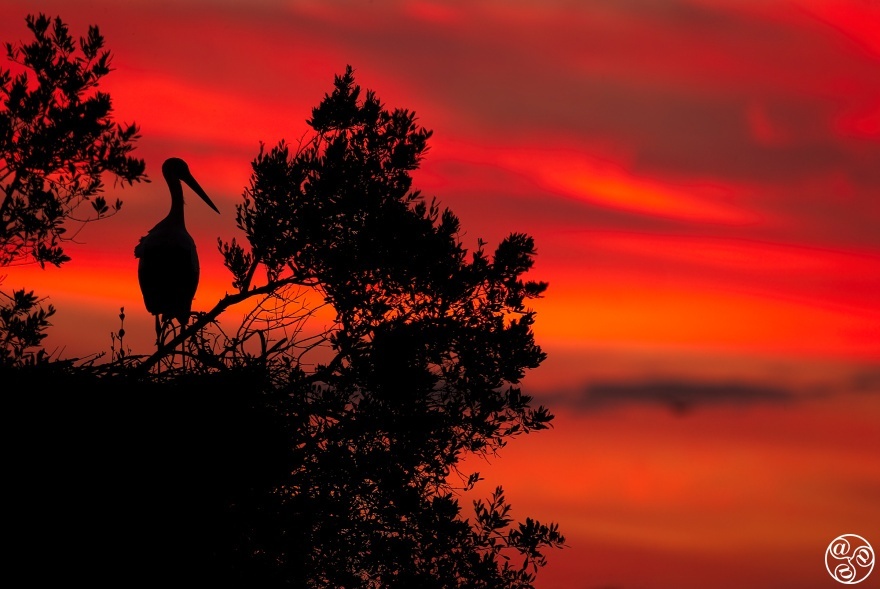White stork (Ciconia ciconia) perched on top of its nest at dusk. Doñana National Park, Andalucia, Spain. © Marcos G Meider