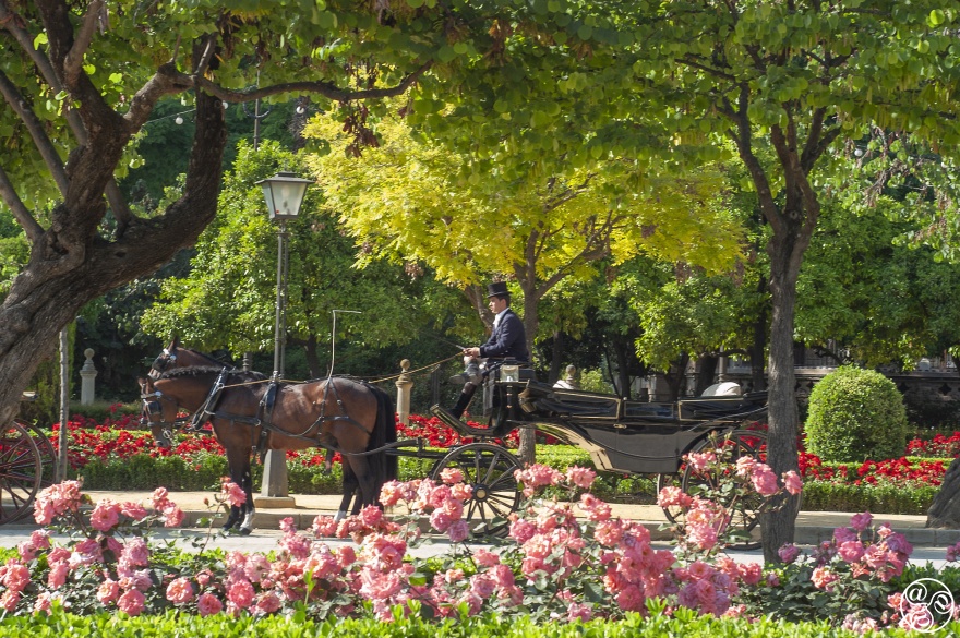  Plaza de America - your carriage awaits. © Michelle Chaplow