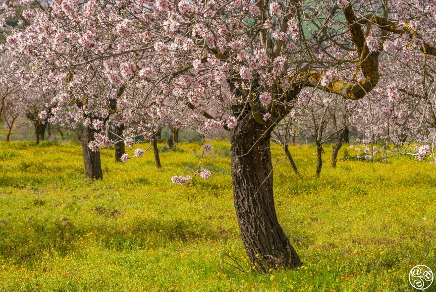 Spring in Andalucia is just stunning © Michelle Chaplow