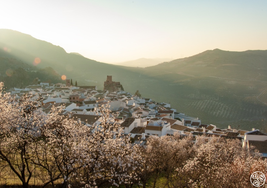 Almond blossom on a spring evening in Zuheros (Cordoba). © Michelle Chaplow