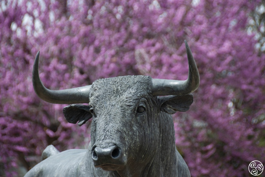 Bullfighting in Ronda © Michelle Chaplow