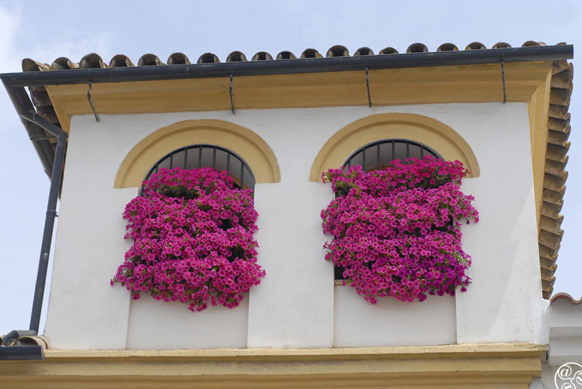 Hanging bougainvillea - Puente Genil © Michelle Chaplow