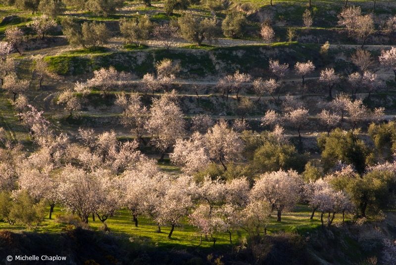 Springtime in Beas de Granada © Michelle Chaplow