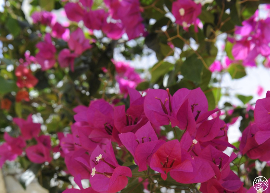 Bougainvilleas in the white washed villages costal villages of andalucia © Michelle Chaplow