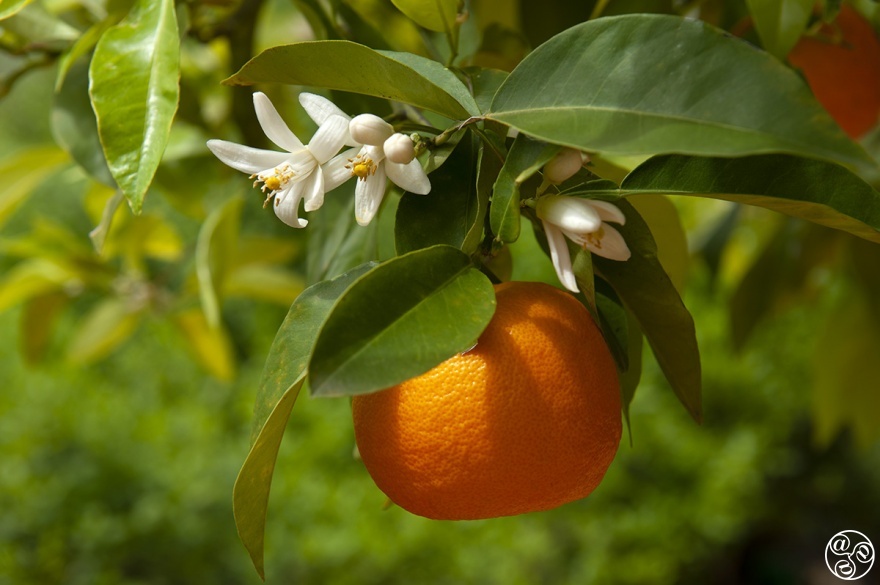 "Seville oranges" in spring with orange blossom (azahar) in bloom © Michelle Chaplow