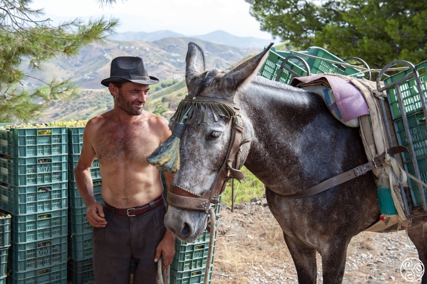 Grape harvesting in Axarquia, the slopes are steep, not for the faint-hearted © Michelle Chaplow
