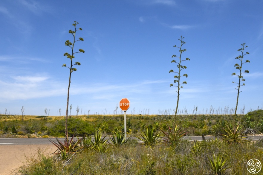  Where the cacti stand tall and time stands still – Wild West vibes in Almería © Michelle Chaplow