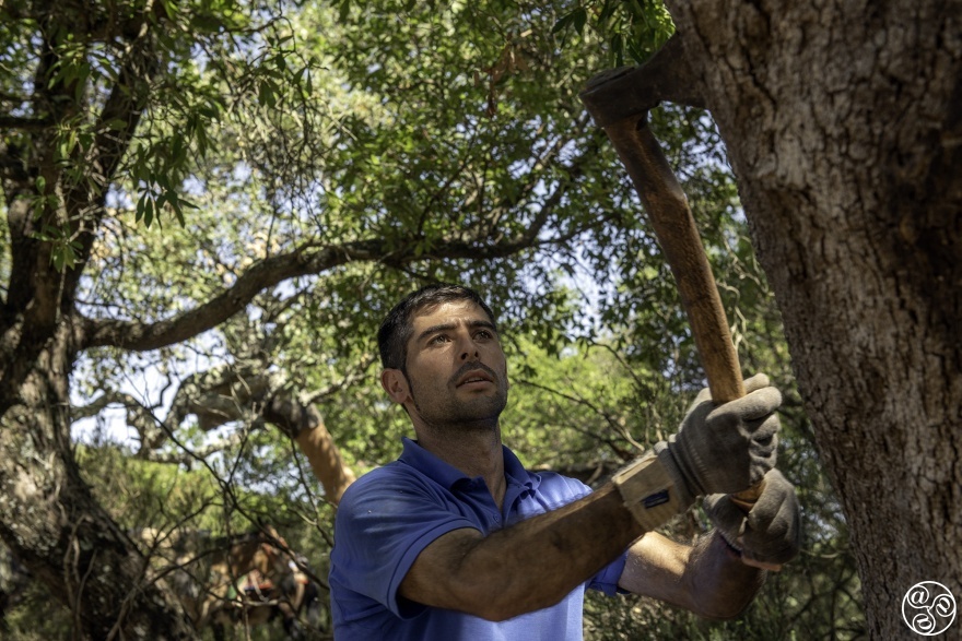 With expert precision, the bark is removed from the cork ork tree © Michelle Chaplow