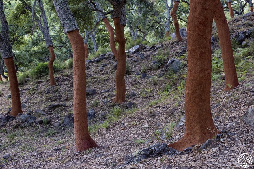 Recently harvested cork oak trees have a deep red hue © Michelle Chaplow