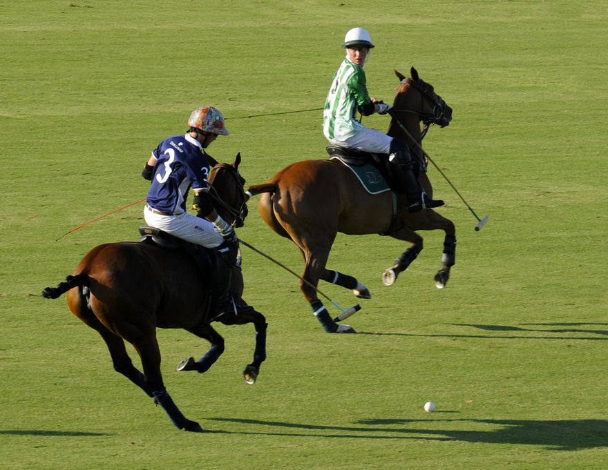 Polo ponies and Polo Players  © Michelle Chaplow
