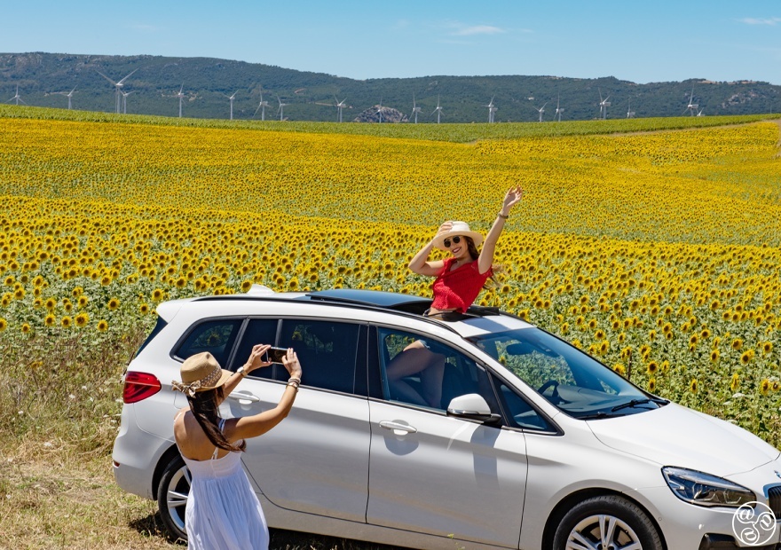 Sunflowers and summer sunshine in Andalucia © Michelle Chaplow